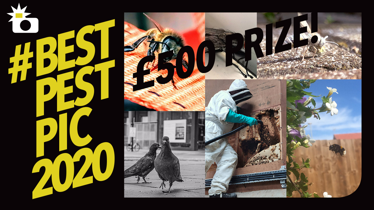 best pest pic 2020 shortlist best pest pic 2020 shortlist